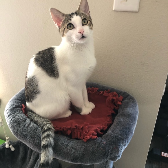 Cat/dog/small animal blanket - Picture 1 of 2